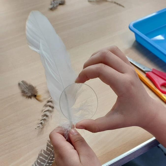 A pupil examining a feather during a living things investigation