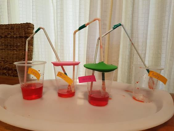 Working heart and circulation models made in a STEM Goes Wild workshop